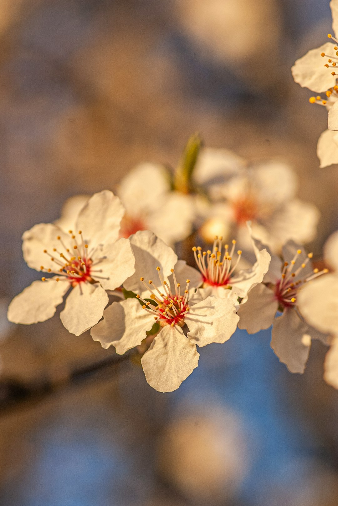 Schöner Garten im Frühling